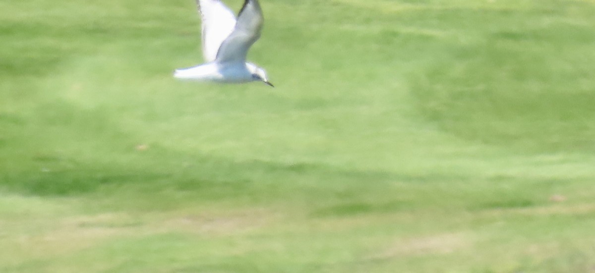 Bonaparte's Gull - ML618597031