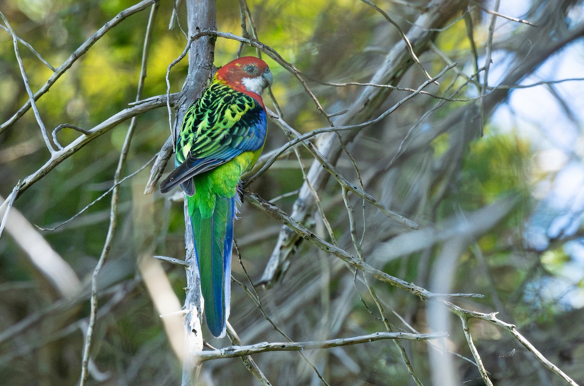 Eastern Rosella - ML618597037