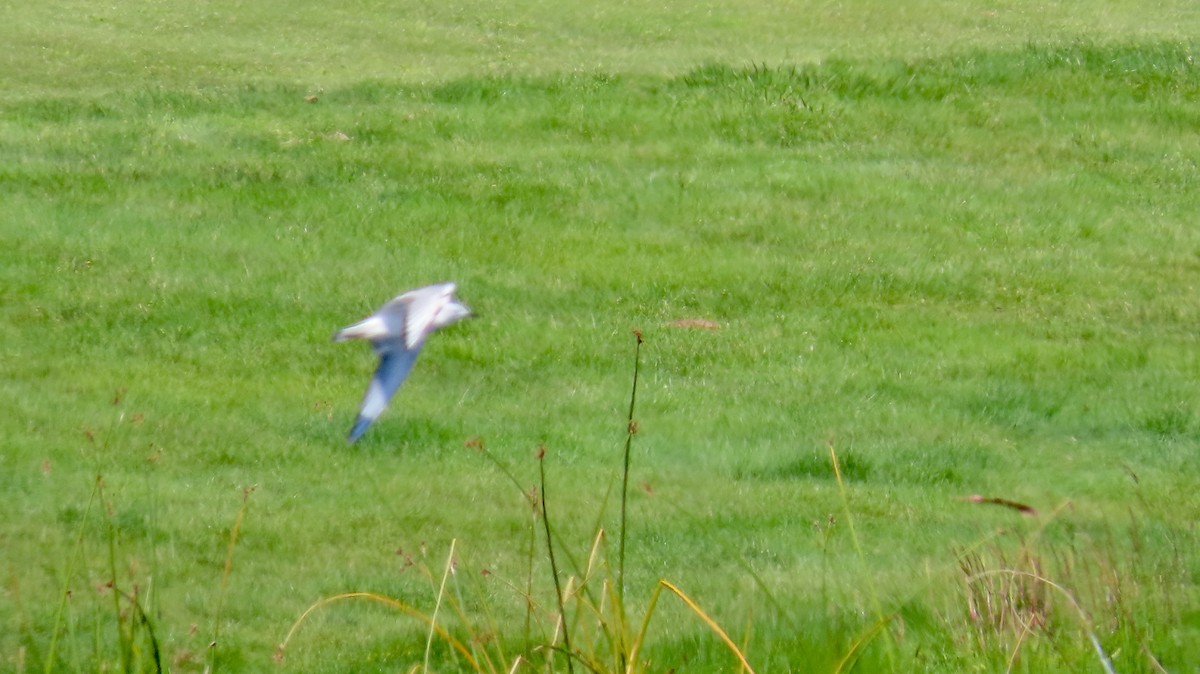 Bonaparte's Gull - ML618597038
