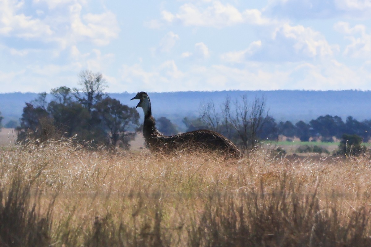 Emu - Alison Cavanagh