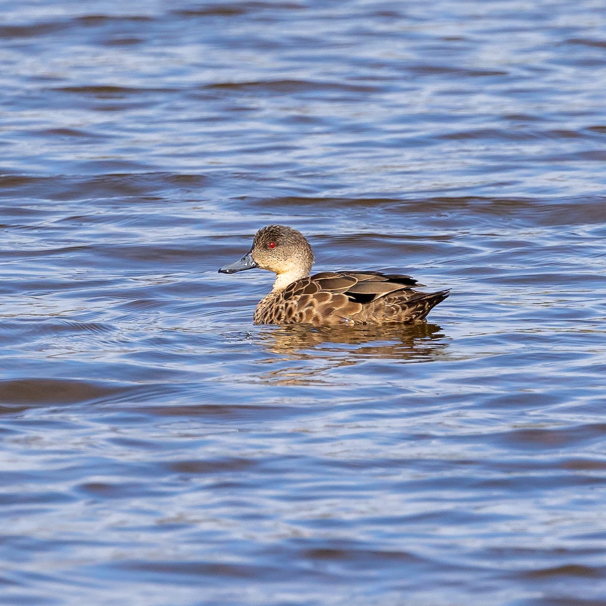 Gray Teal - Graham Possingham