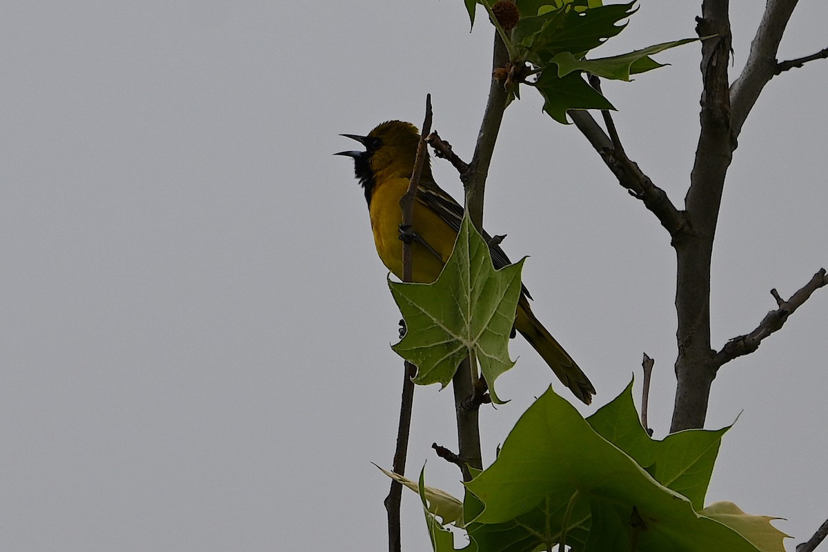 Orchard Oriole - Chad Ludwig