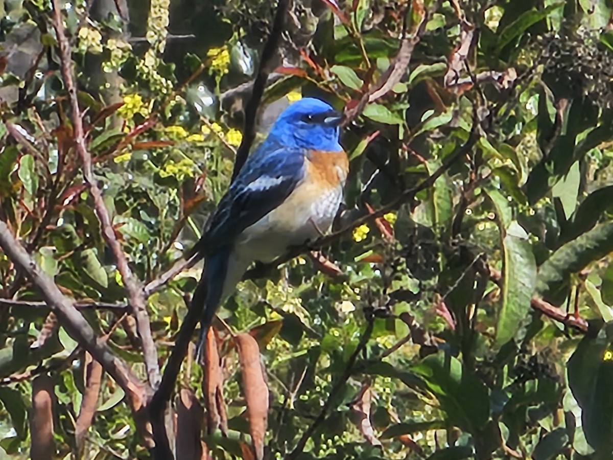 Lazuli Bunting - ML618597105