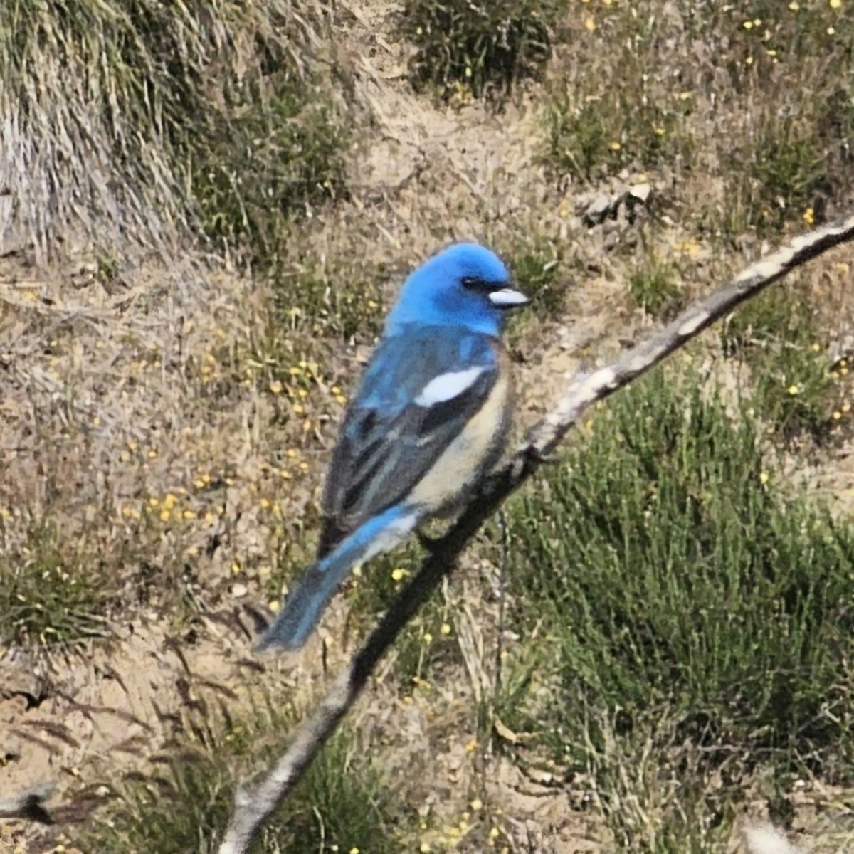 Lazuli Bunting - ML618597107