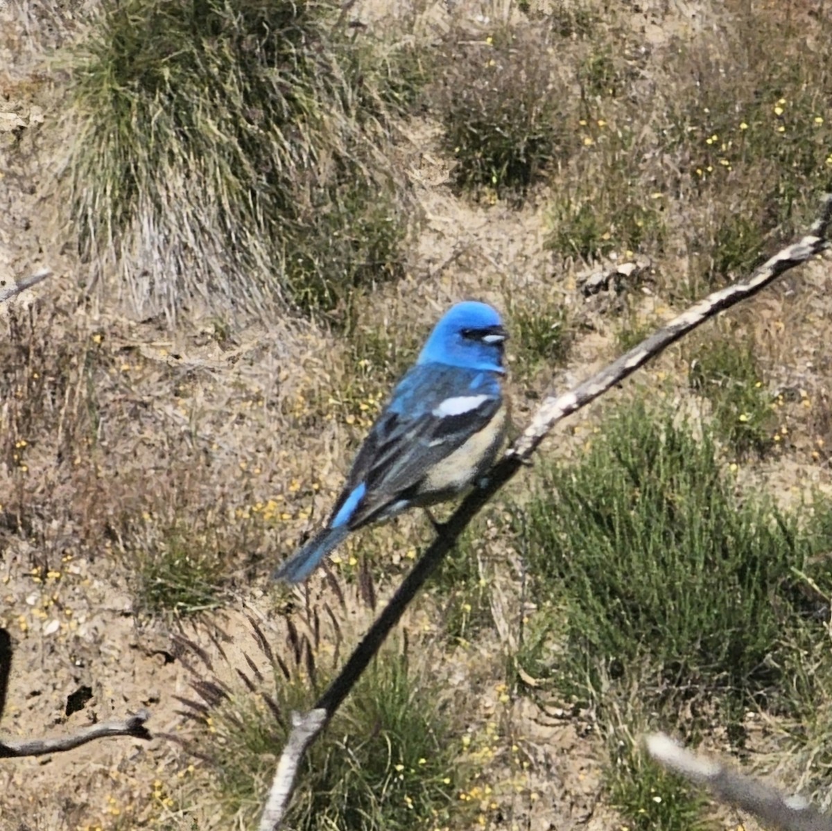 Lazuli Bunting - ML618597109