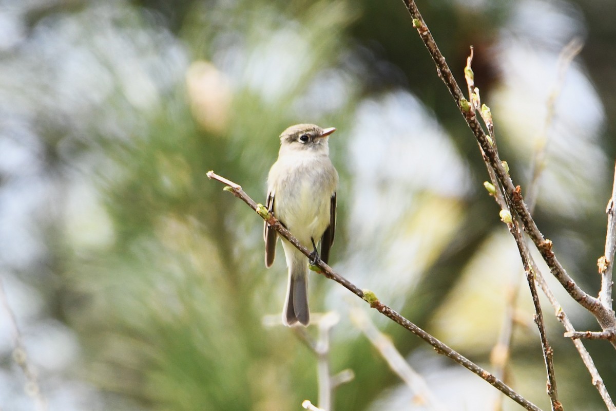 Least Flycatcher - Lori Brummer