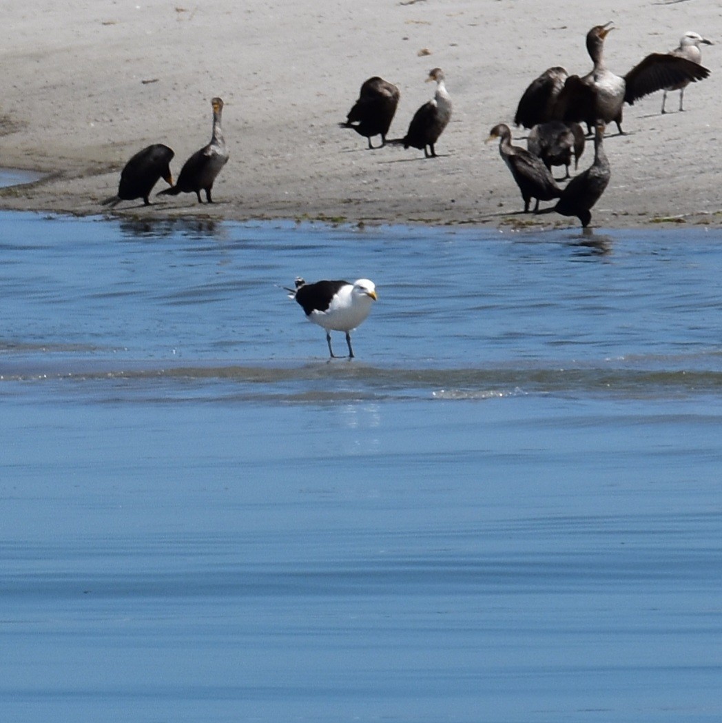 Great Black-backed Gull - ML618597115