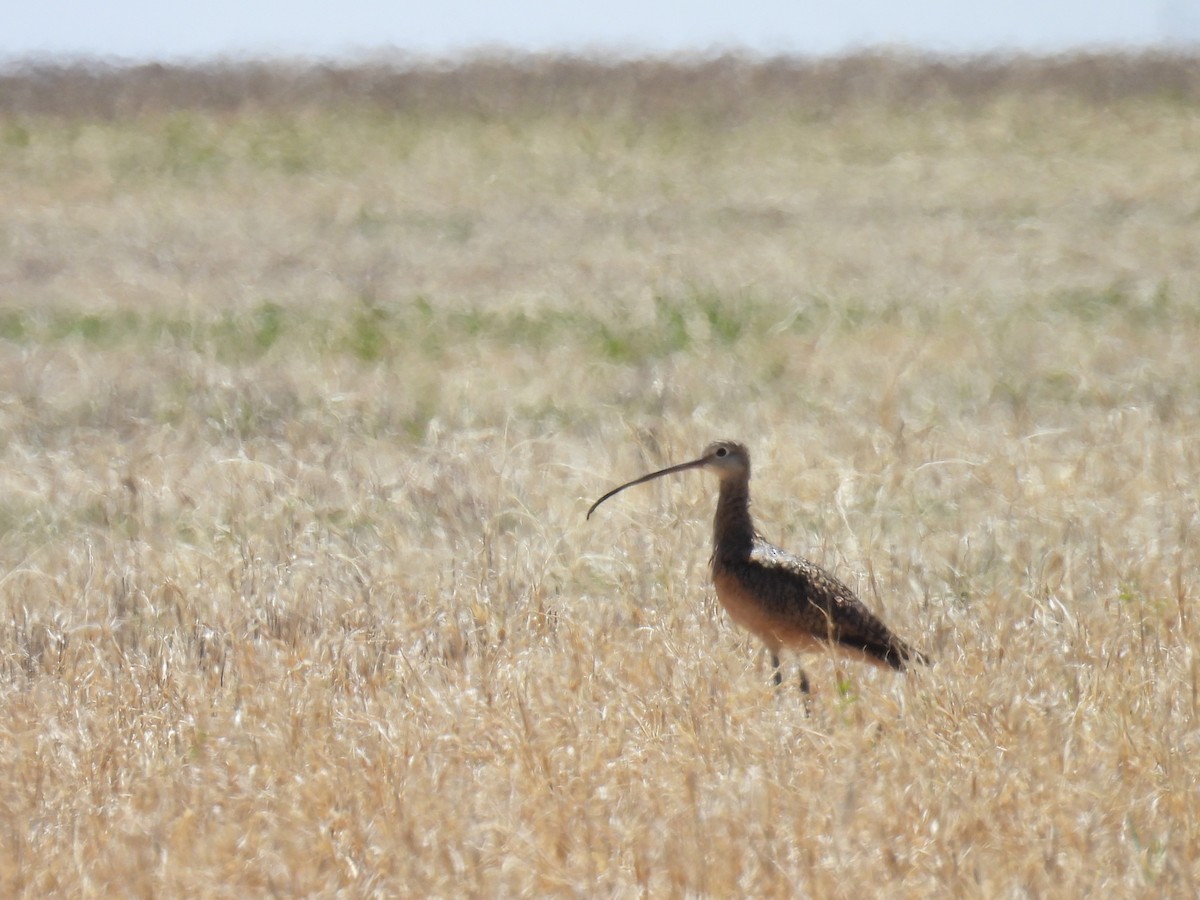 Long-billed Curlew - ML618597134
