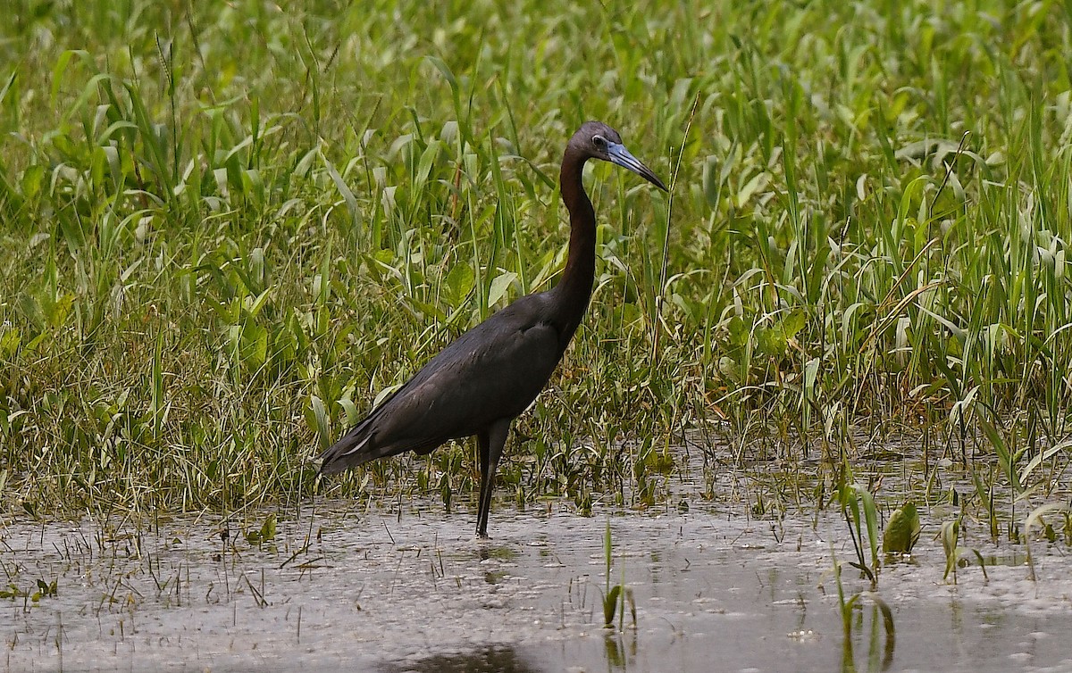 Little Blue Heron - ML618597143