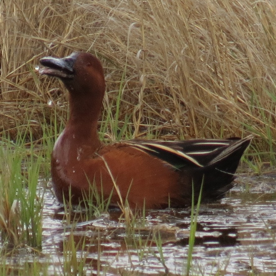 Cinnamon Teal - ML618597157