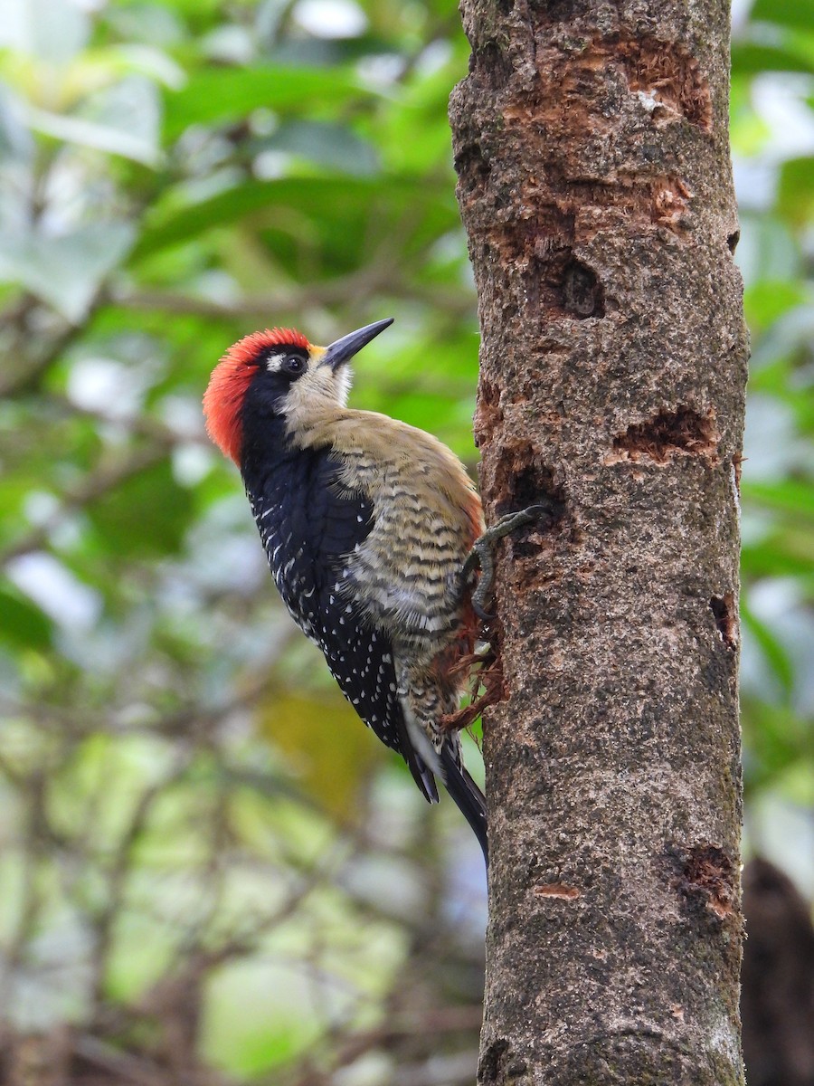 Black-cheeked Woodpecker - Juan Carlos Melendez