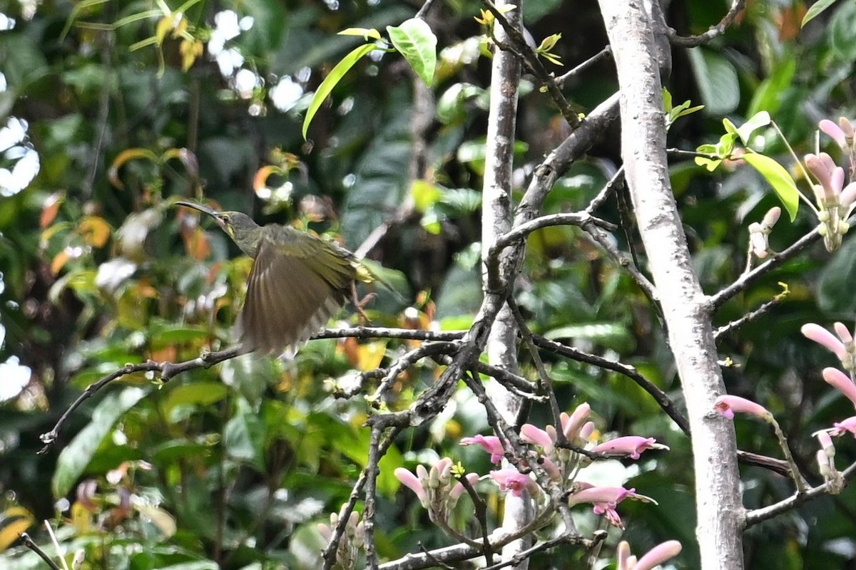 Yellow-eared Spiderhunter - ML618597201