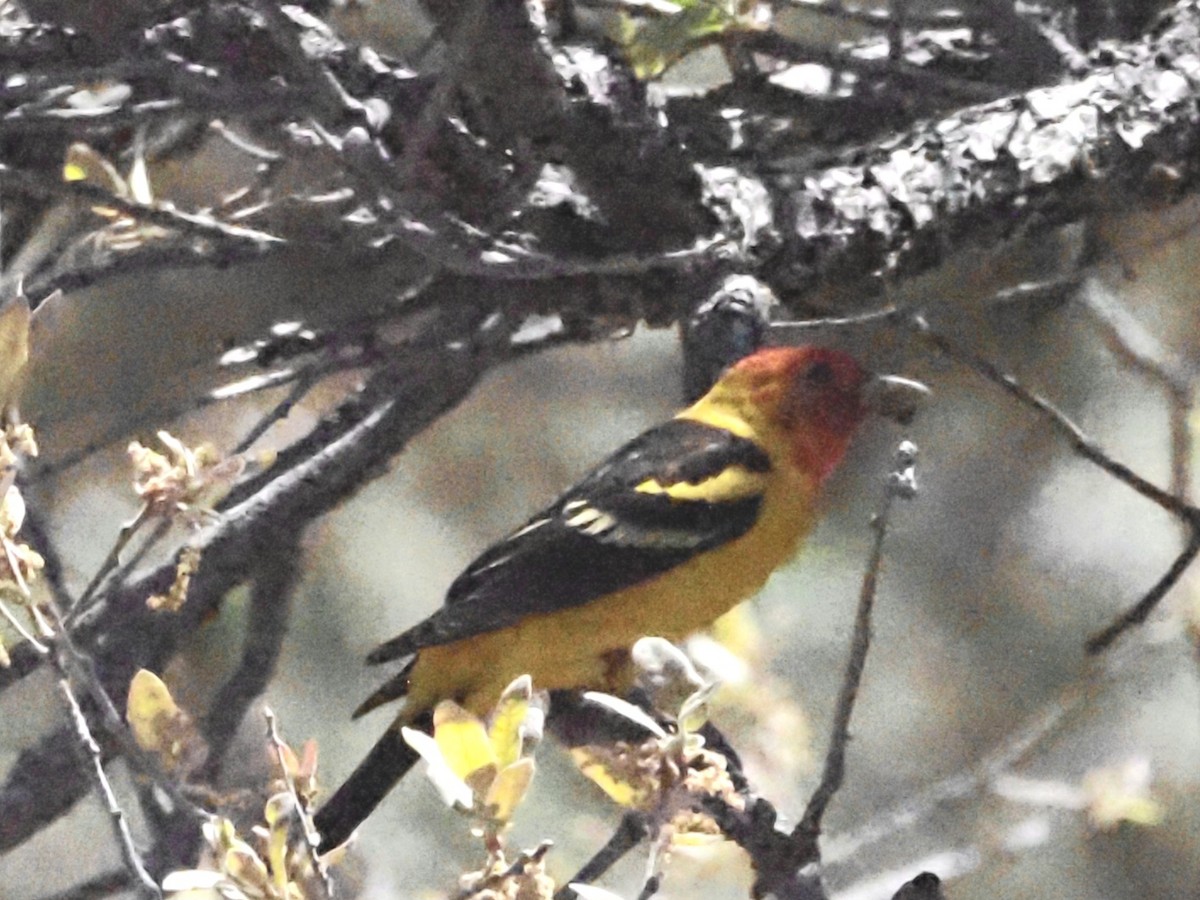 Western Tanager - ML618597227