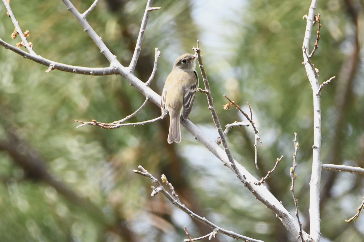 Least Flycatcher - ML618597259