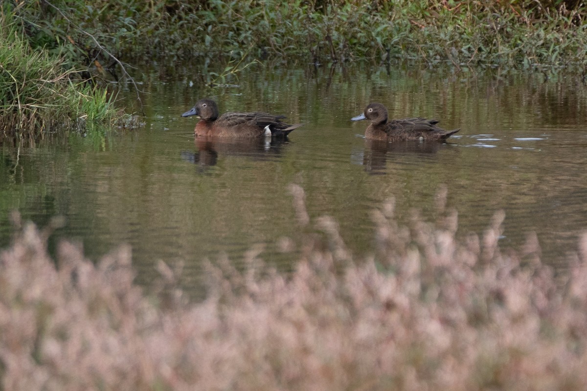 Brown Teal - ML618597275