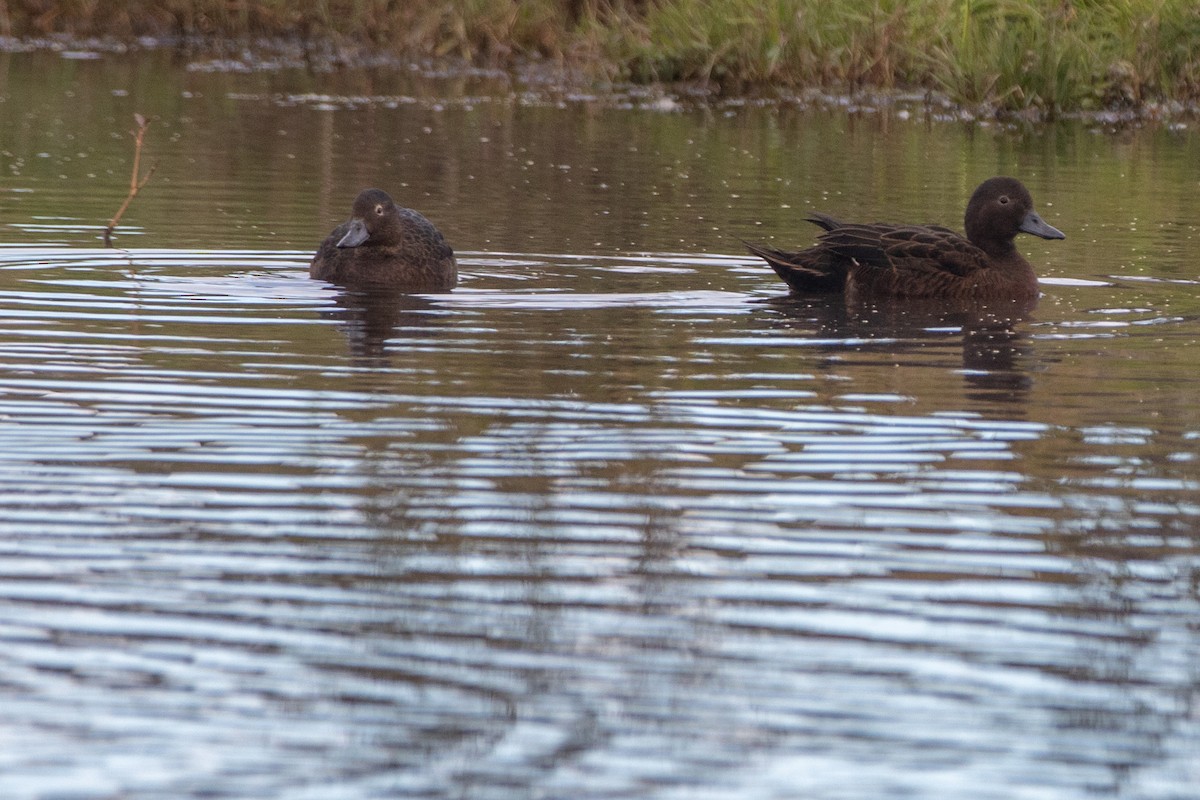 Brown Teal - Shaun Lee