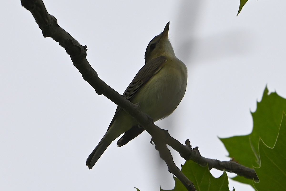 Warbling Vireo - Chad Ludwig