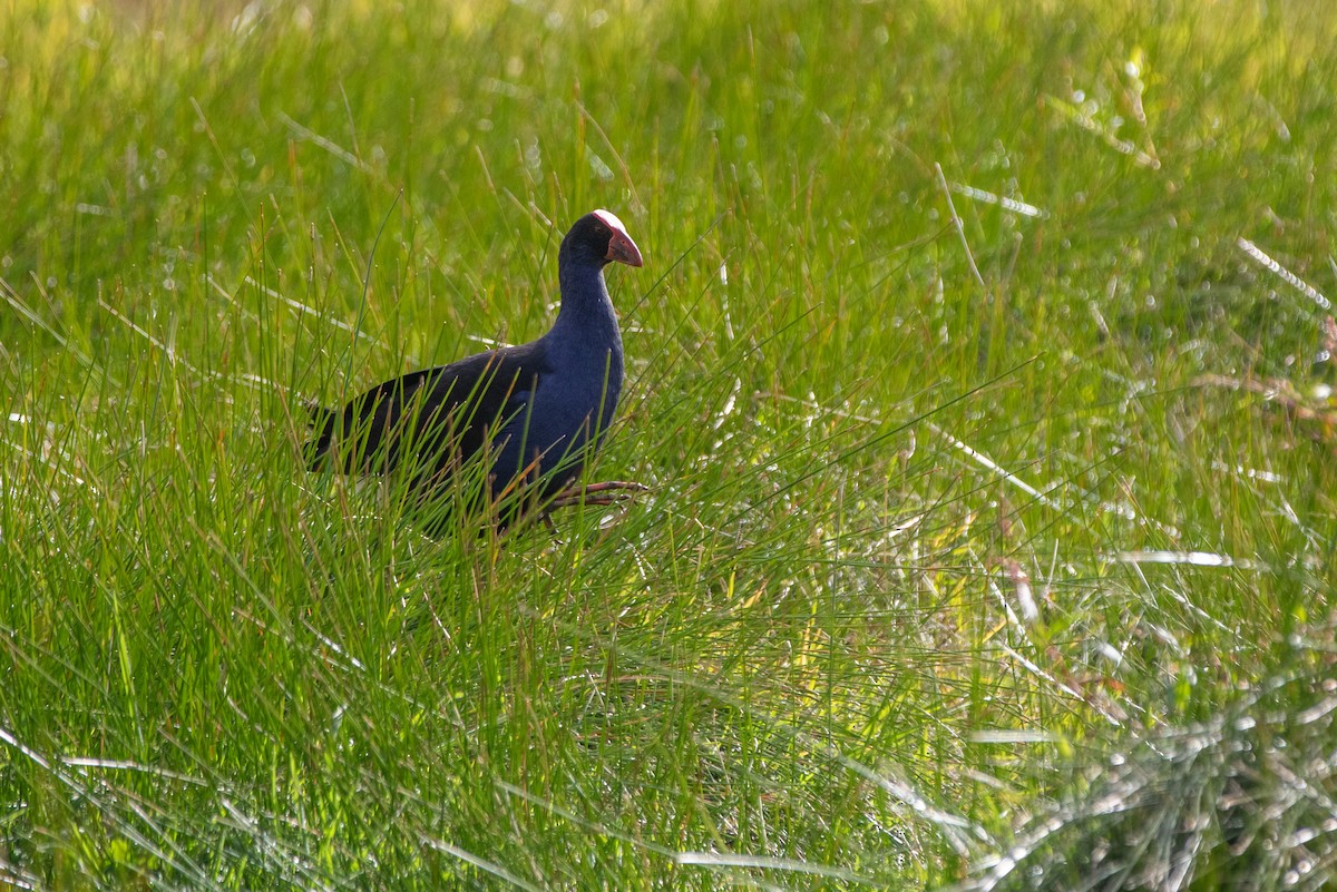 Australasian Swamphen - ML618597282