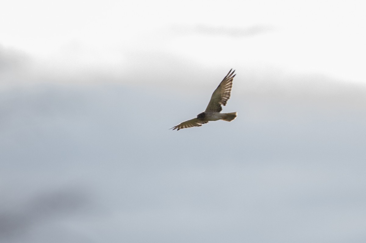 Swamp Harrier - ML618597286