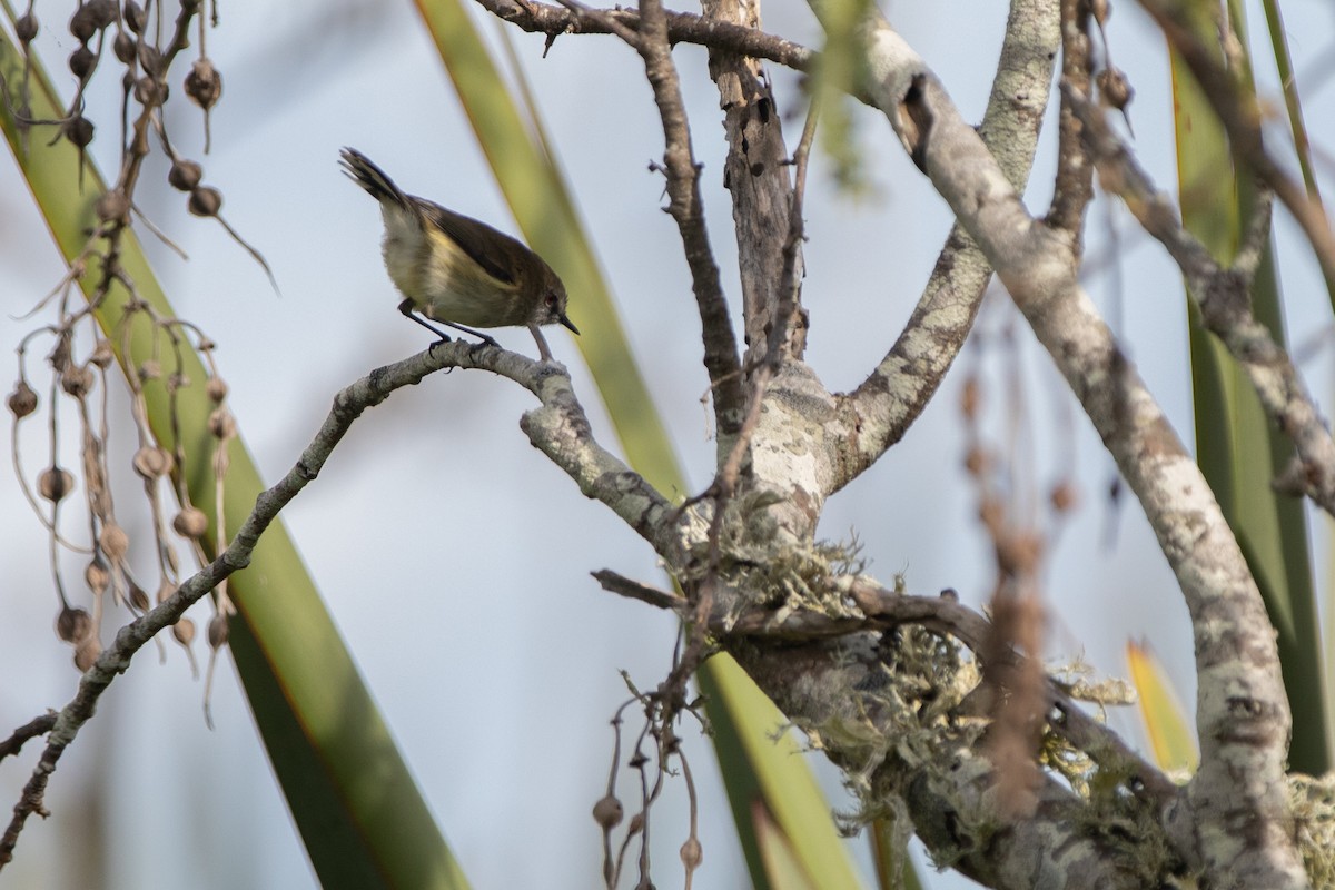 Gray Gerygone - ML618597297