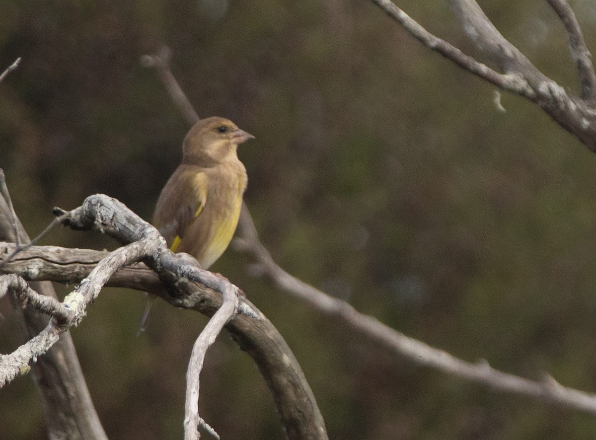 European Greenfinch - ML618597300