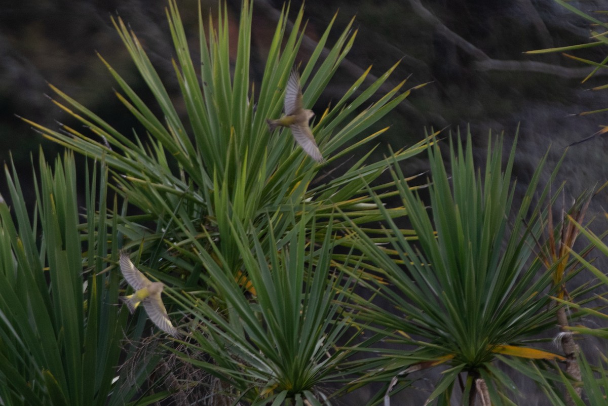 European Greenfinch - ML618597301