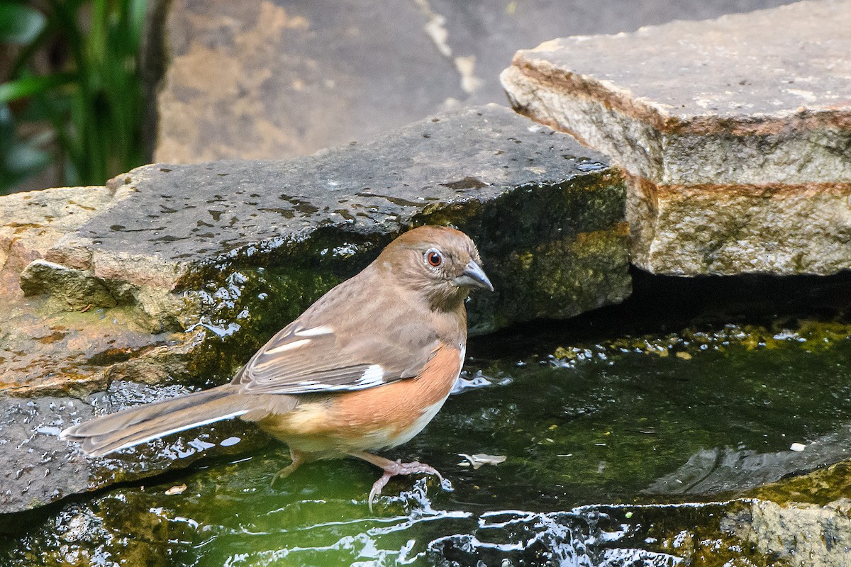 Eastern Towhee - Naseem Reza