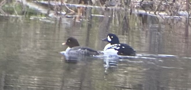 Barrow's Goldeneye - ML618597326