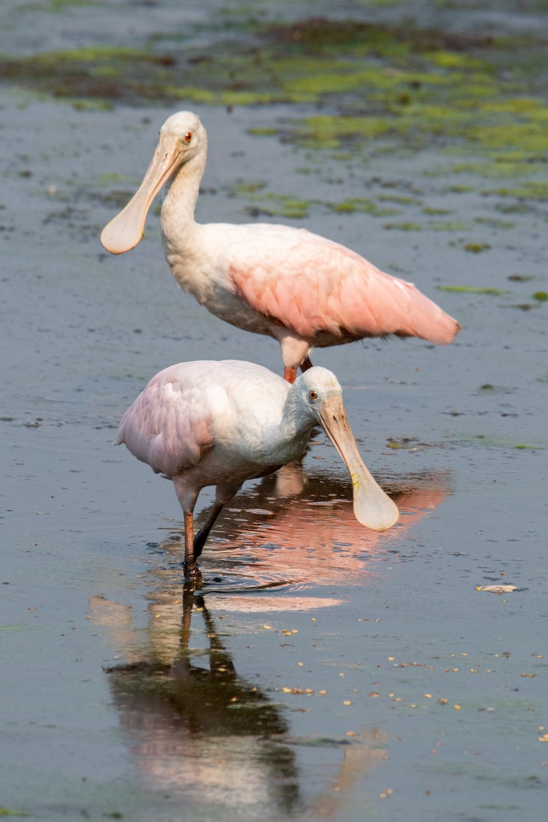 Roseate Spoonbill - ML618597344