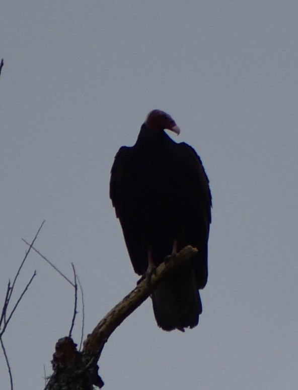 Turkey Vulture - ML618597358