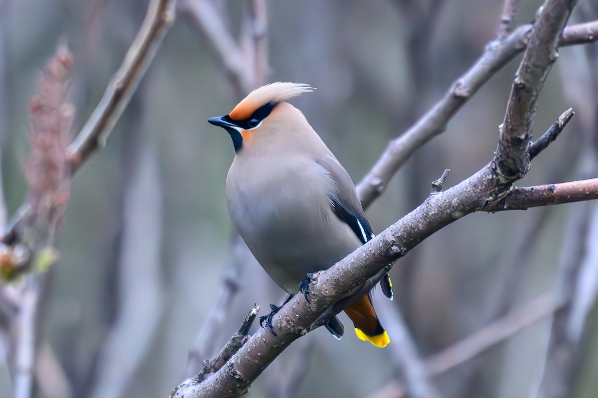 Bohemian Waxwing - ML618597371