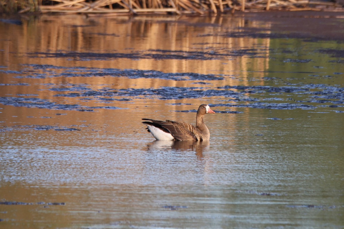 Greater White-fronted Goose - Tom Uslan