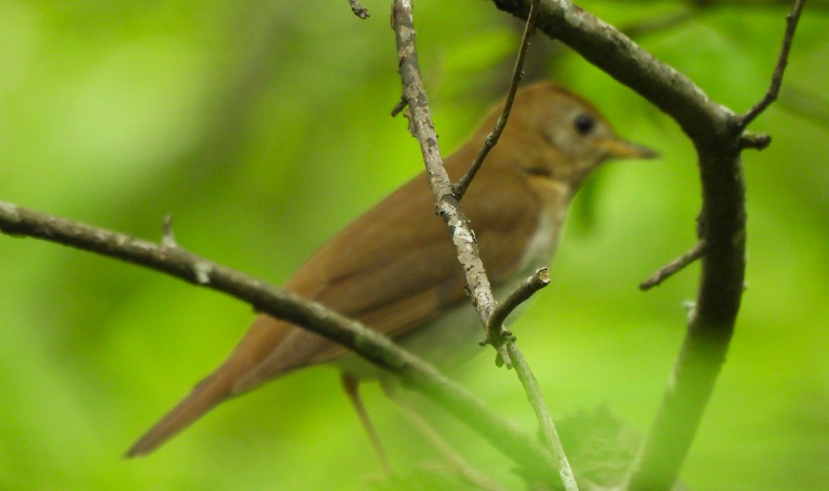 Veery - Paul McKenzie