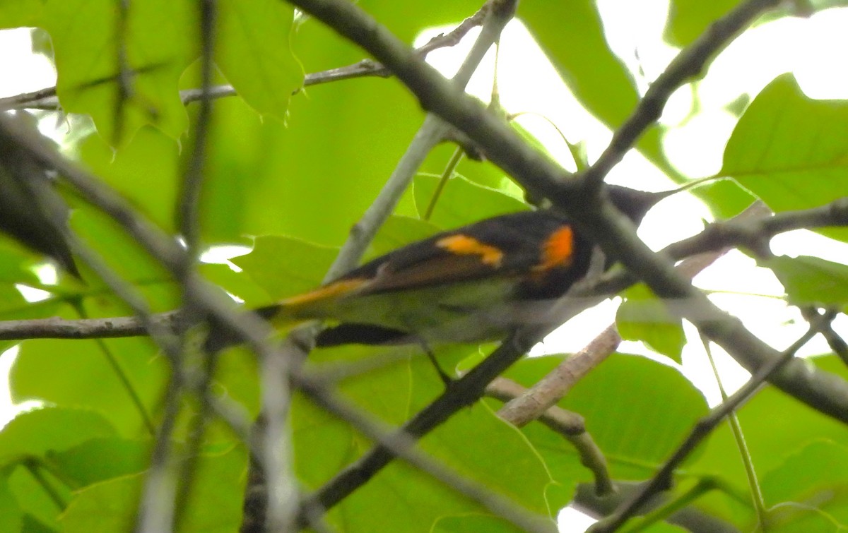 American Redstart - ML618597408