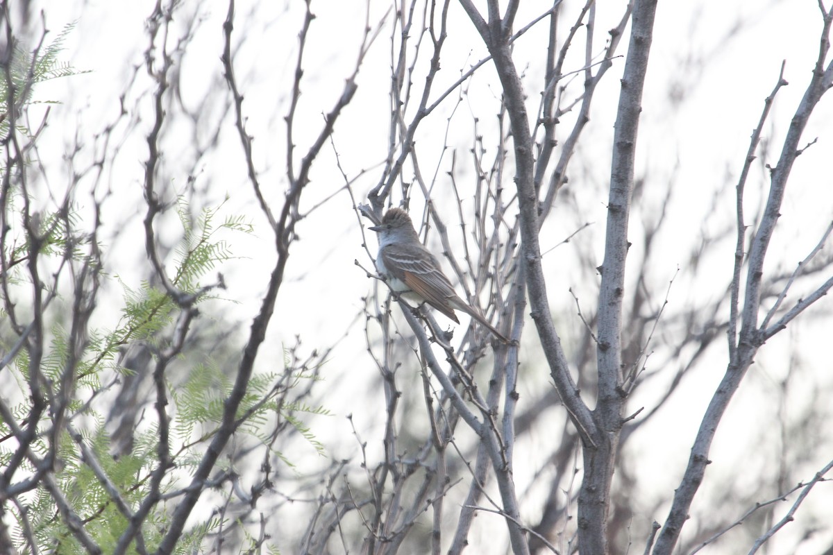 Ash-throated Flycatcher - ML618597429