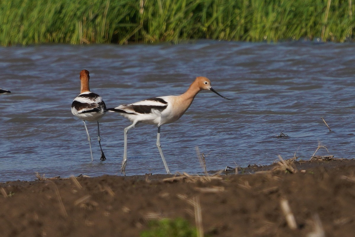 Avoceta Americana - ML618597438