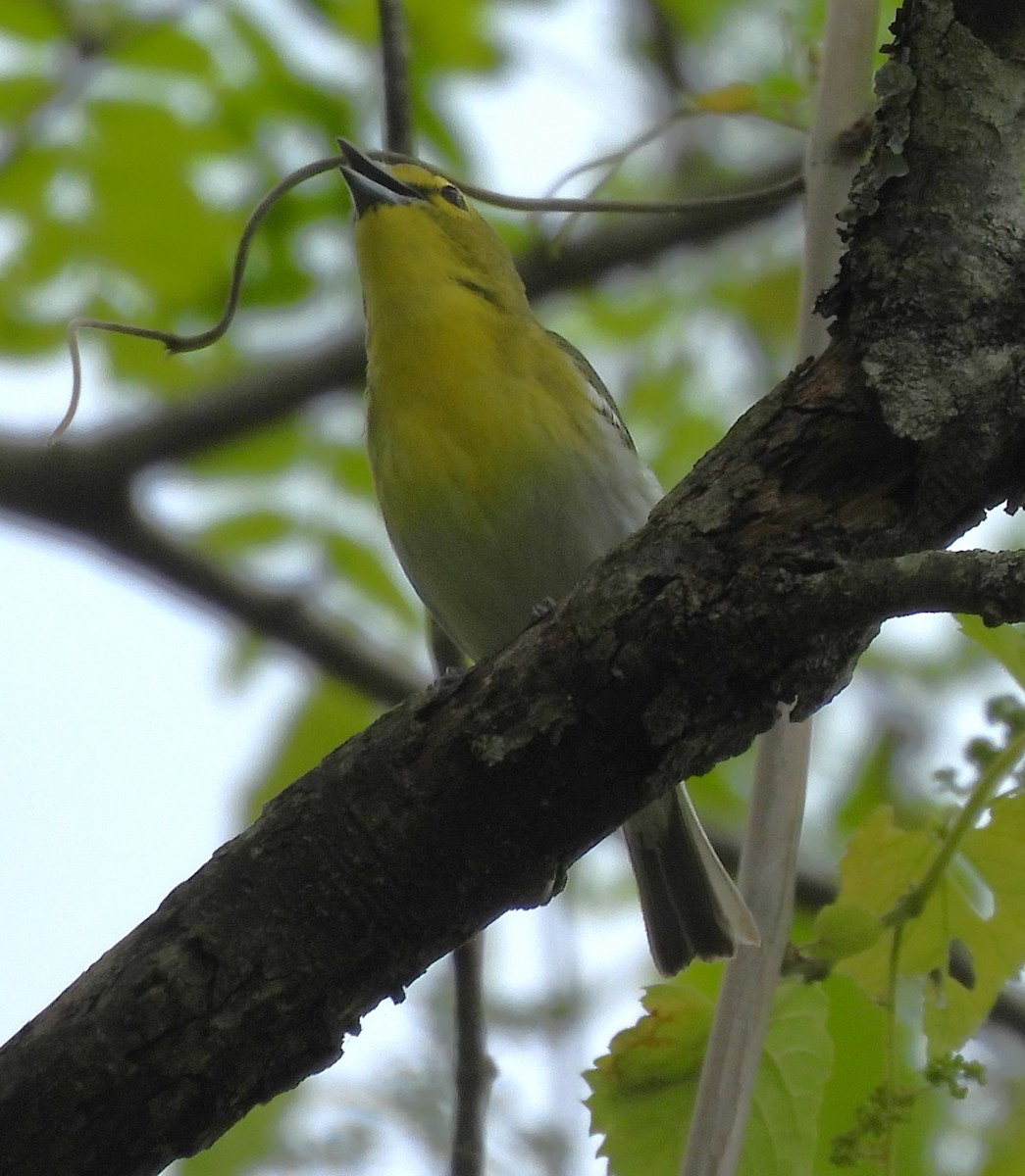 Yellow-throated Vireo - ML618597446