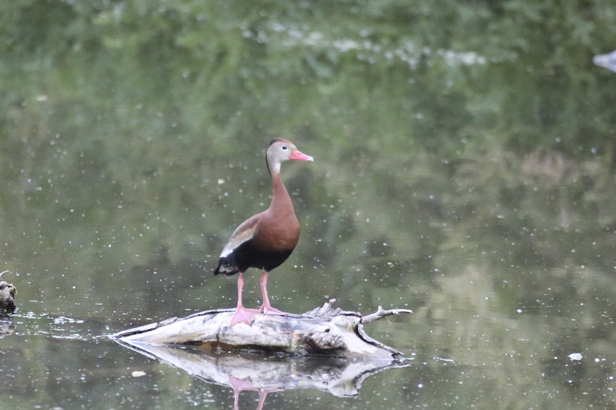 Black-bellied Whistling-Duck - ML618597455