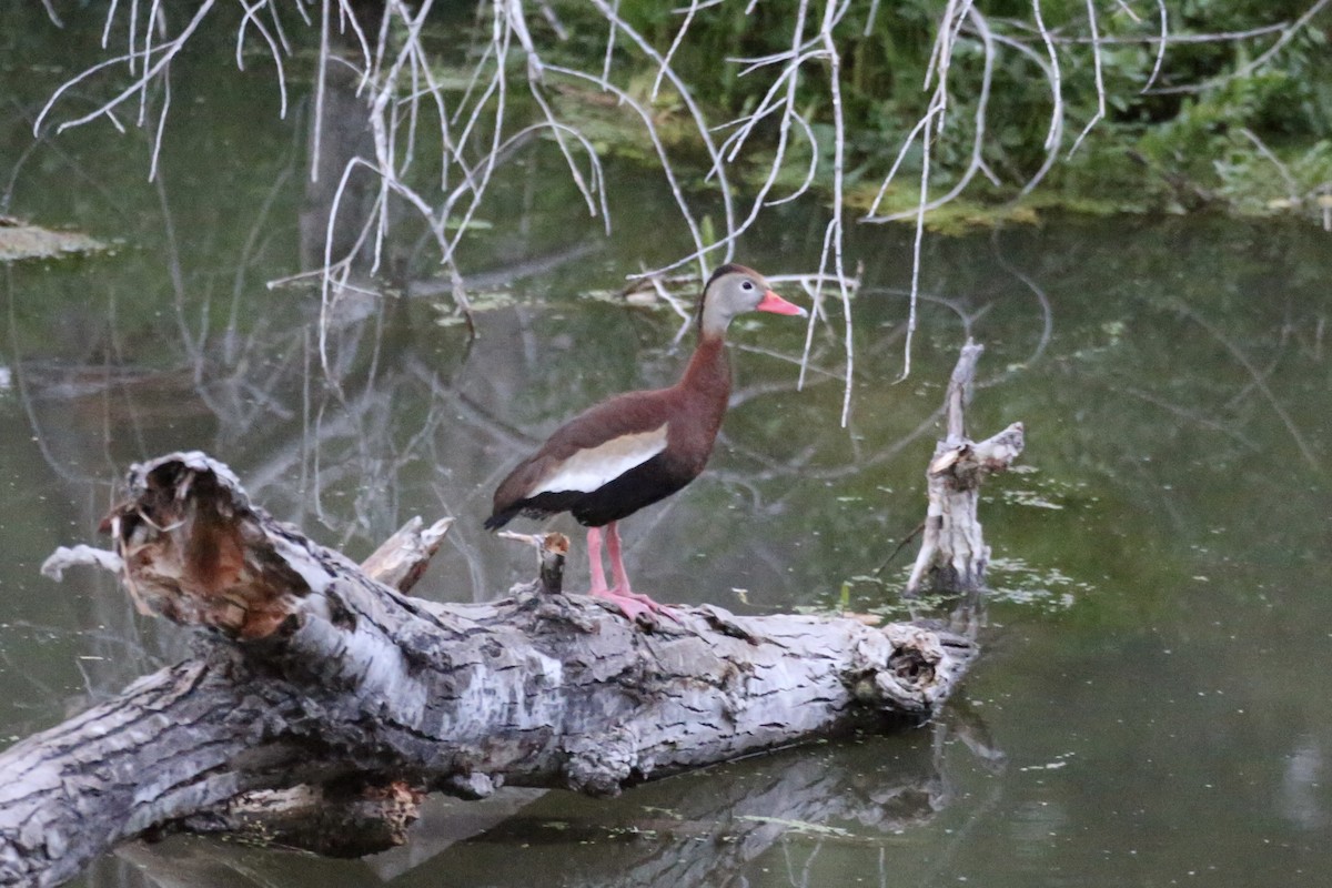 Black-bellied Whistling-Duck - ML618597456