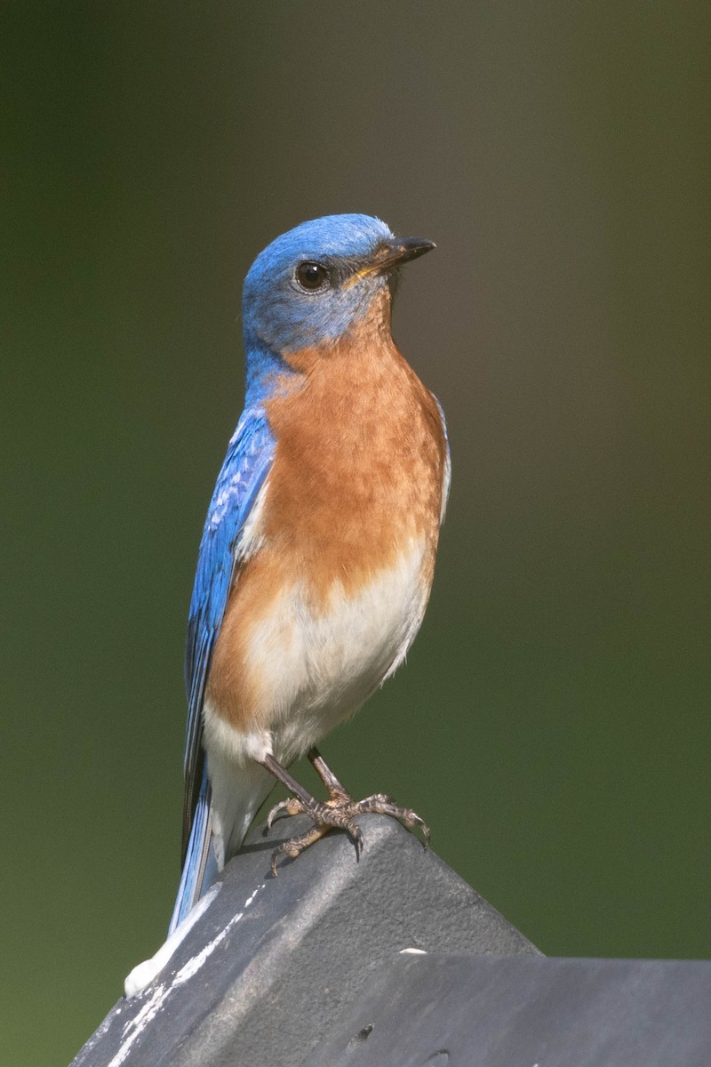 Eastern Bluebird - ML618597468