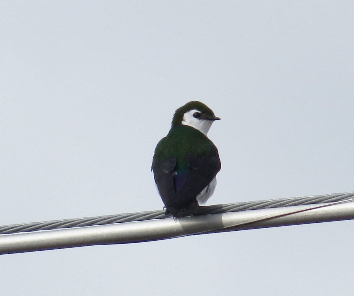 Violet-green Swallow - Dennis Kuchar
