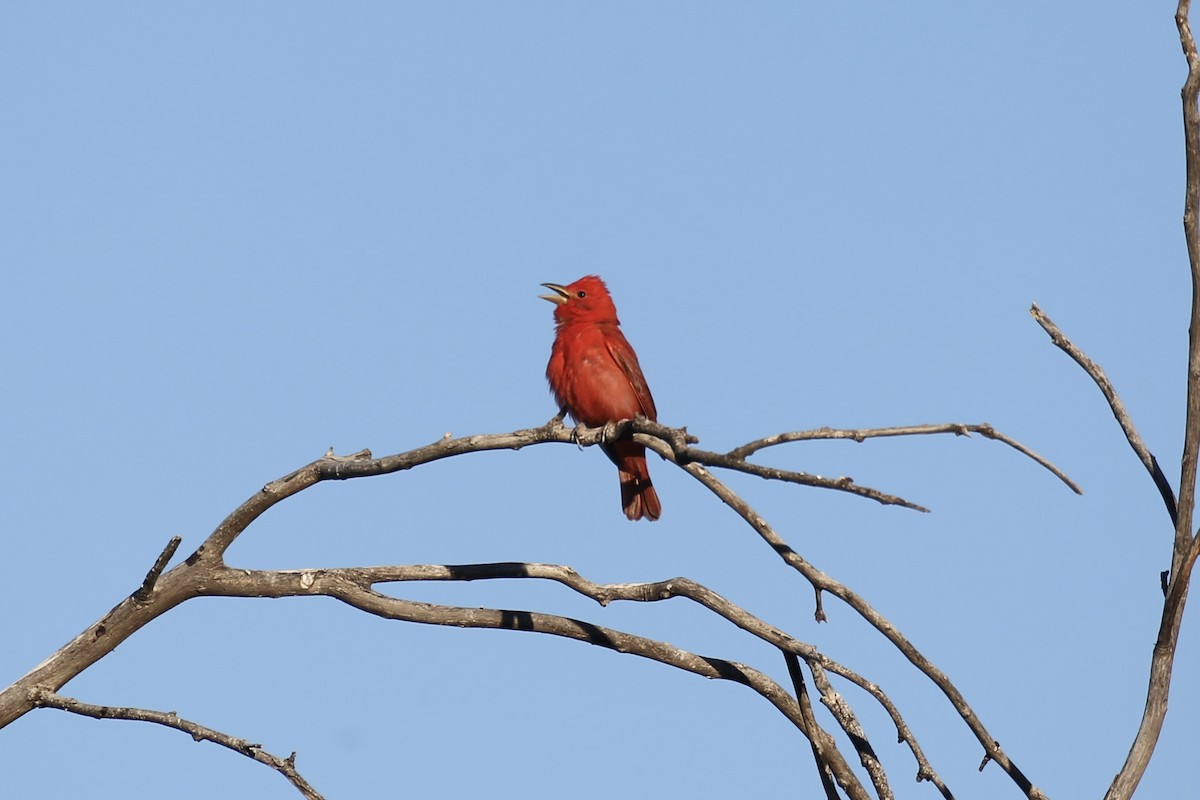 Piranga Roja - ML618597516