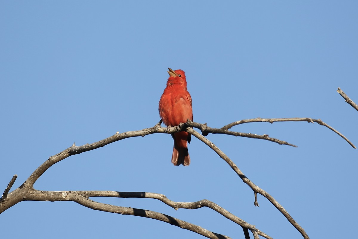 Summer Tanager - ML618597517