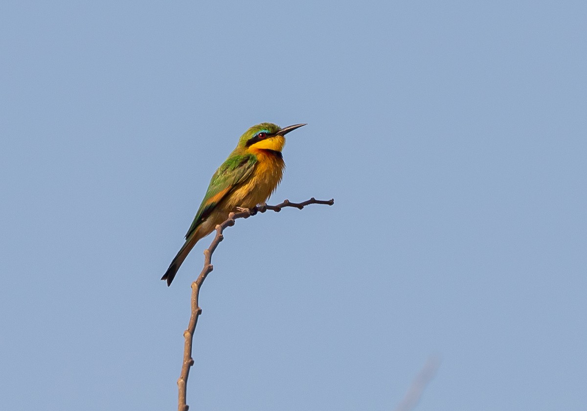 Little Bee-eater - ML618597521