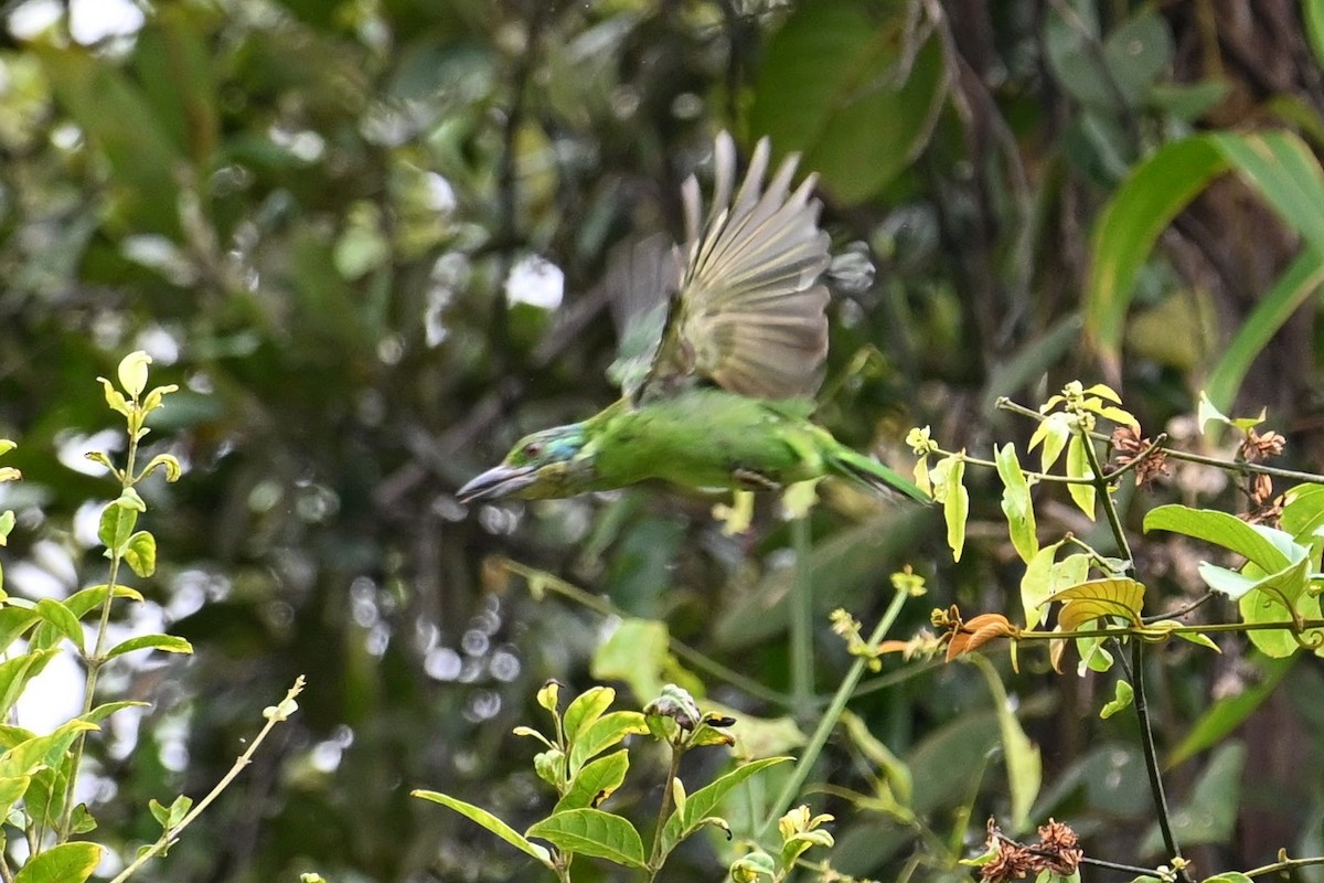 Borneobartvogel - ML618597544