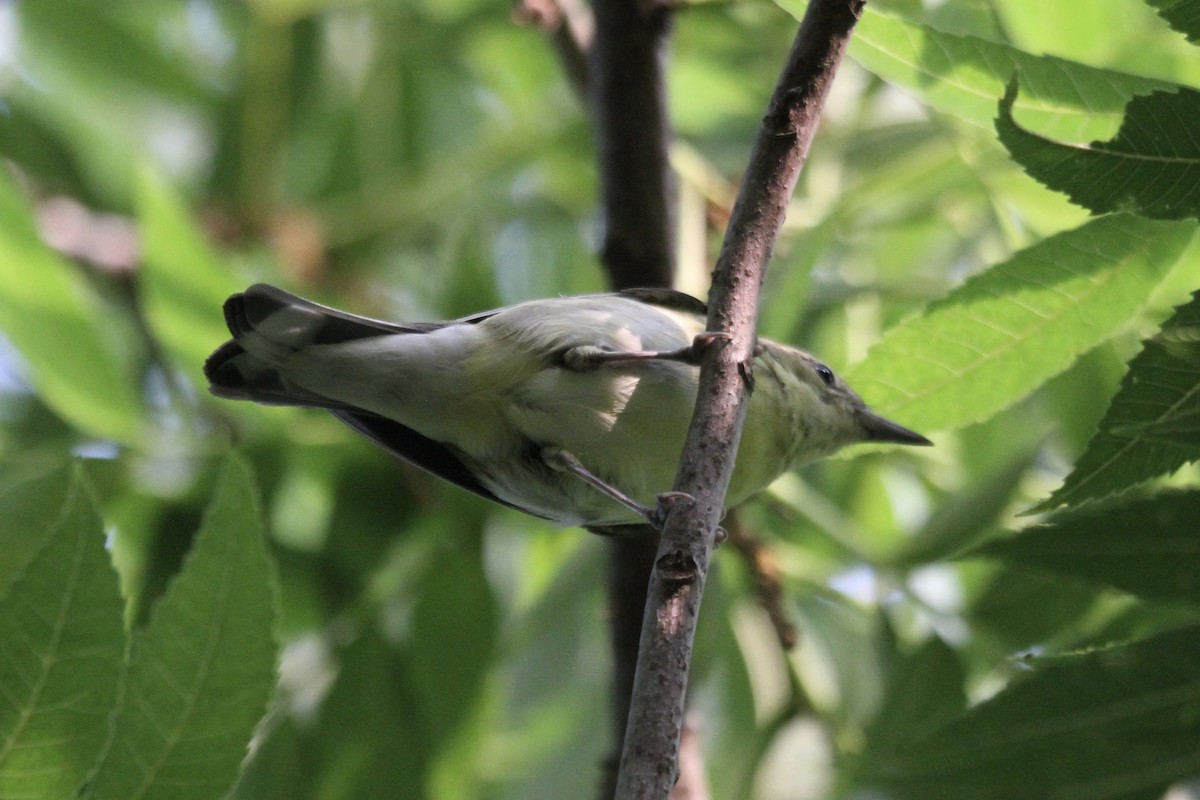 Cerulean Warbler - ML618597554