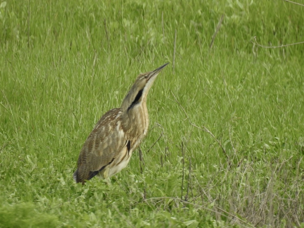 American Bittern - ML618597583