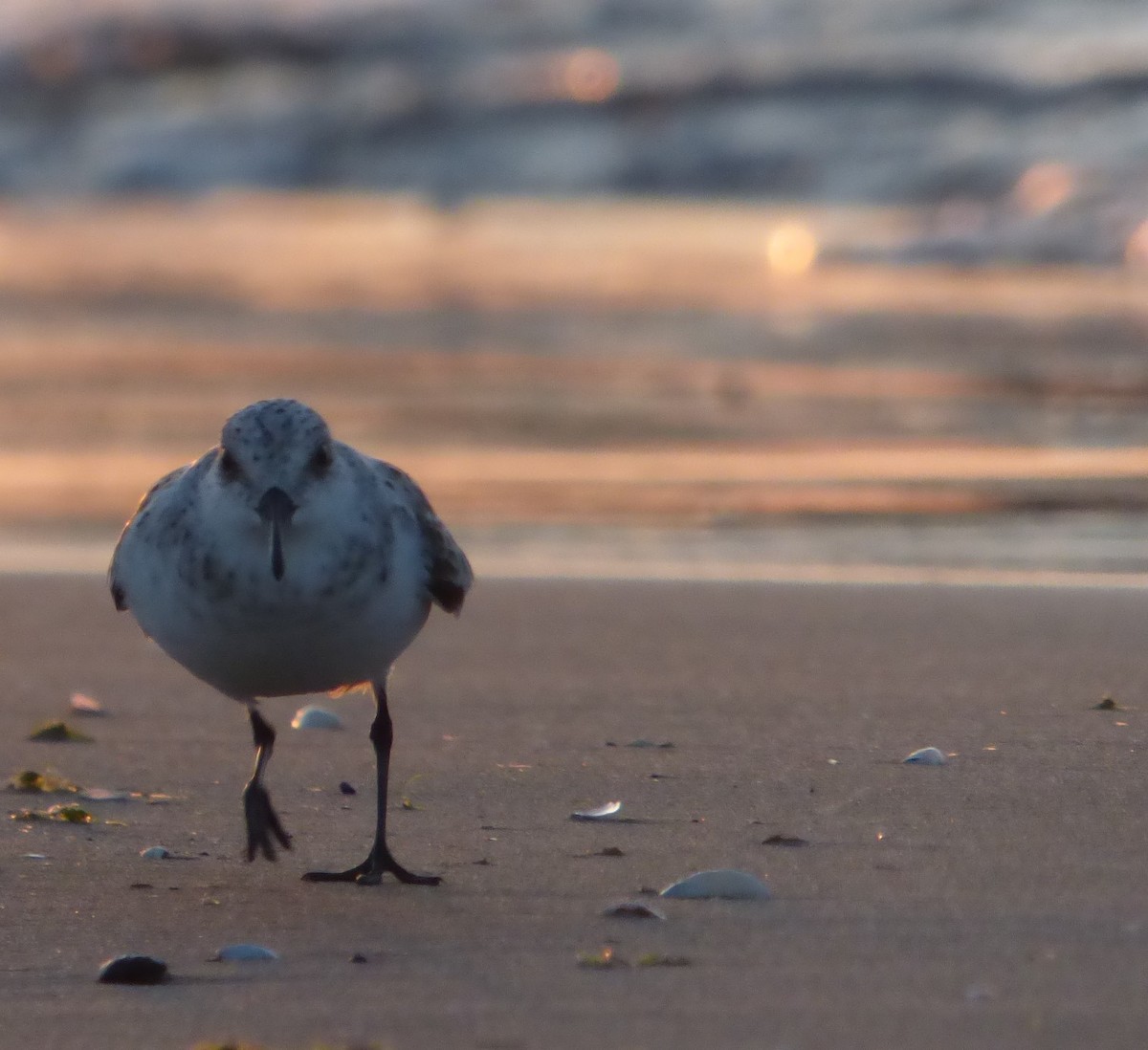 Sanderling - Hazem Alkhan