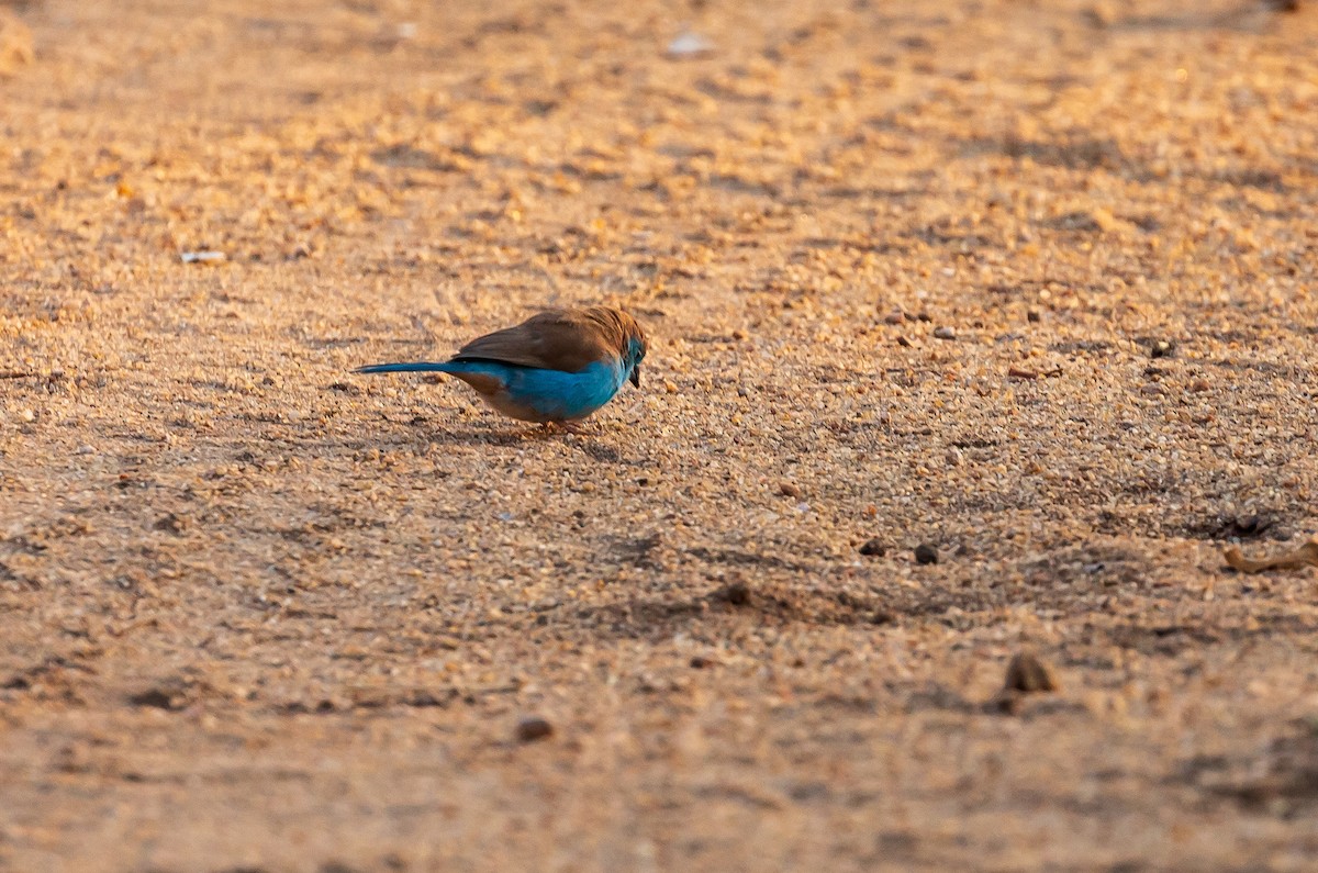 Southern Cordonbleu - ML618597607