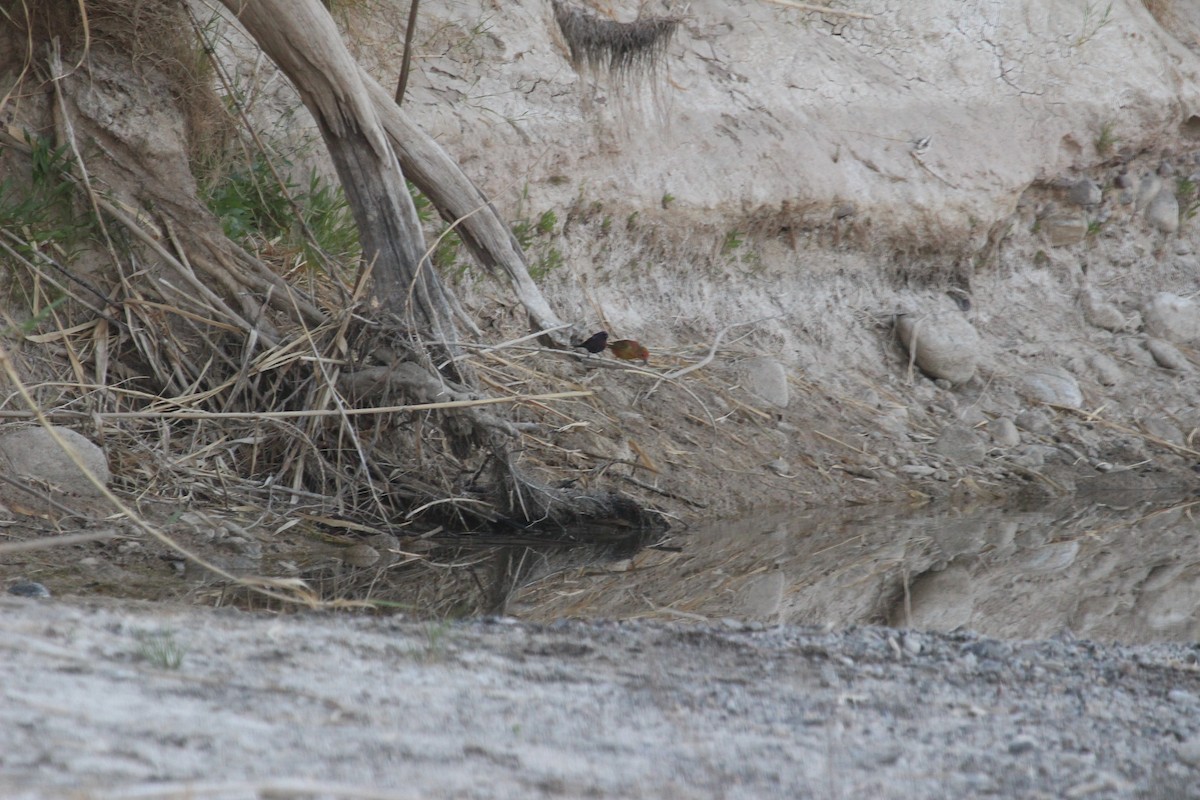 Varied Bunting - Drake Hardman